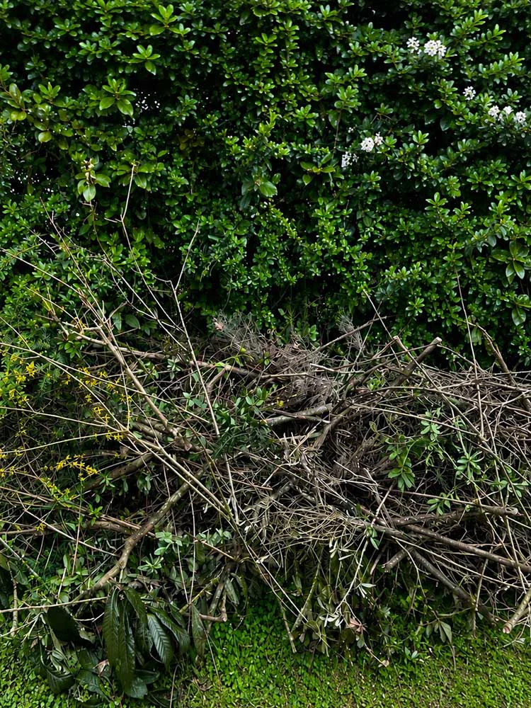 Débarras d'un jardin 01